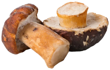 Assorted fresh mushrooms including brown, white, and portobello varieties for food service and commercial food distribution.